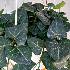 観葉植物/ヘデラ(アイビー):サーク5号吊鉢仕立て長さ約80cm