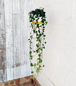 観葉植物/ヘデラ(アイビー):サーク5号吊鉢仕立て長さ約80cm