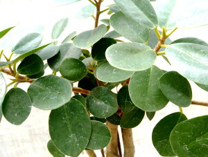 観葉植物/パンダガジュマル7号鉢植え(1)