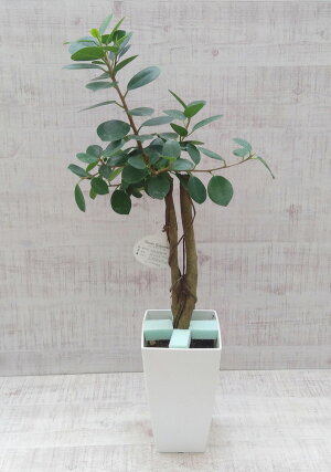 観葉植物/パンダガジュマル7号鉢植えスクエア鉢(7)