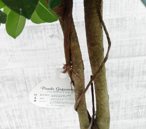 観葉植物/パンダガジュマル7号鉢植えスクエア鉢(7)