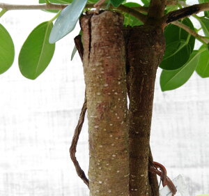 観葉植物/パンダガジュマル7号鉢植えスクエア鉢(7)