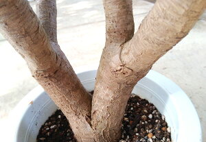 観葉植物/ドラセナカンボジアナ(1)