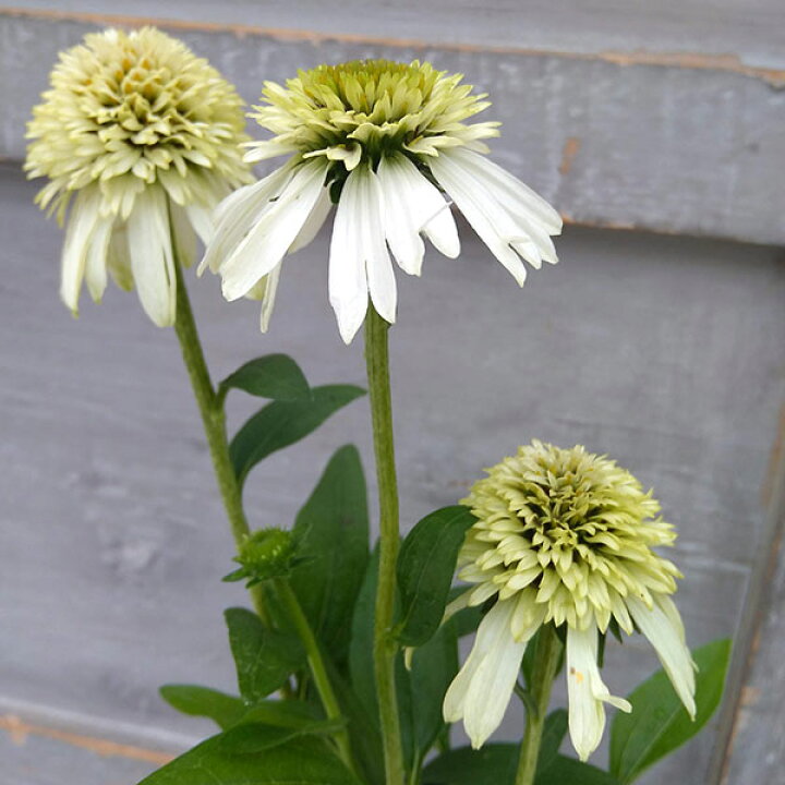 草花の苗 エキナセア スイートチリ11cm角ポット 最安値挑戦 草花の苗 エキナセア スイートチリ11cm角ポット 最安値挑戦