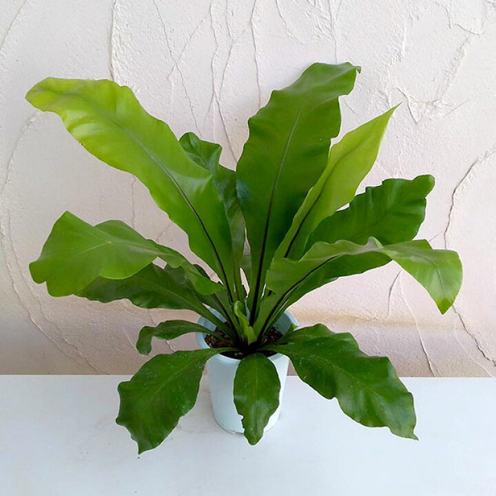 楽天市場 観葉植物 アスプレニウム ニダス アビス シマオオワタリ 4号鉢入り 園芸ネット プラス