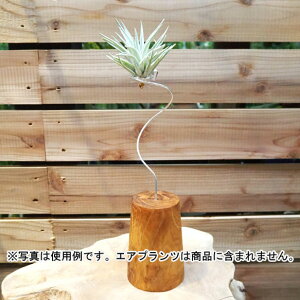 観葉植物/デコレーション資材:エアプランツ用スタンドM(高さ約28cm)