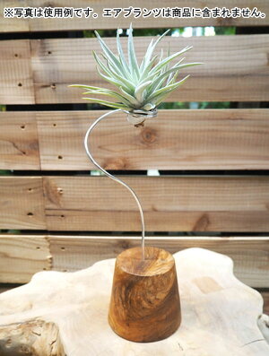 観葉植物/デコレーション資材:エアプランツ用スタンドS(高さ約24cm)