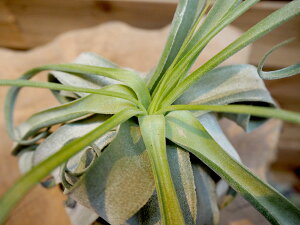 観葉植物/チランジア:スプレプトフィラXL(1)