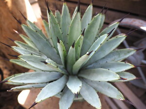 観葉植物/アガベ:マクロアカンサ直径20cm鉢植え