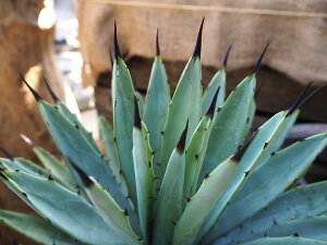 観葉植物/アガベ:マクロアカンサ直径20cm鉢植え