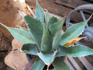 観葉植物/アガベ:バラサナ直径16cm鉢植え