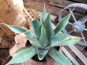 観葉植物/アガベ:バラサナ直径16cm鉢植え