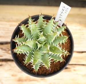 観葉植物/アロエ:エリナケア3号鉢植え
