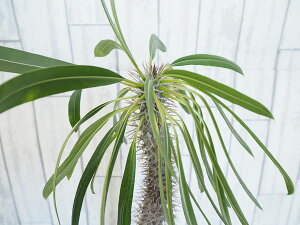 観葉植物/パキポディウム:ラメリー8号鉢植え(鉢付き)