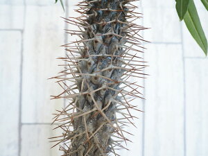 観葉植物/パキポディウム:ラメリー8号鉢植え(鉢付き)