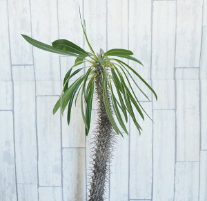 観葉植物/パキポディウム:ラメリー8号鉢植え(鉢付き)
