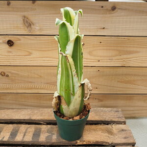 観葉植物/ホヘンベルギア:カーラ3号鉢植え