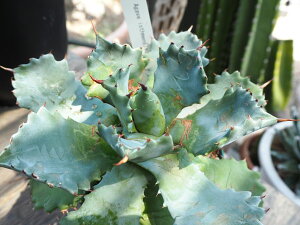 観葉植物/アガベ:イシスメンシス直径11cm鉢植え