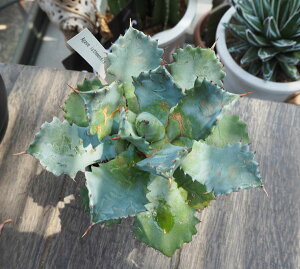 観葉植物/アガベ:イシスメンシス直径11cm鉢植え