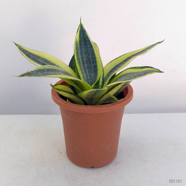 楽天市場 観葉植物 サンセベリア サンスベリア ゴールデンハニー4号鉢植え 園芸ネット プラス