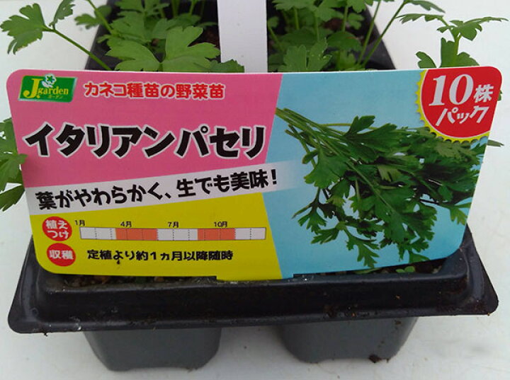 着後レビューで 送料無料 野菜の苗 おくだけイタリアンパセリ10連パック イタリアンパセリ10株分 Blaccoded Com