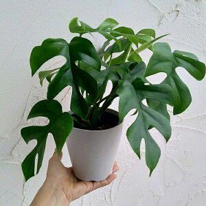 観葉植物/ヒメモンステラ4号鉢