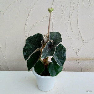 観葉植物/ベゴニア:ベノーサ(ウェノーサ)5号鉢植え