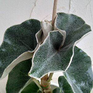 観葉植物/ベゴニア:ベノーサ(ウェノーサ)5号鉢植え