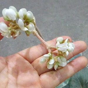 観葉植物/ベゴニア:ベノーサ(ウェノーサ)5号鉢植え