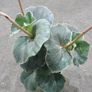 観葉植物/ベゴニア:ベノーサ(ウェノーサ)5号鉢植え