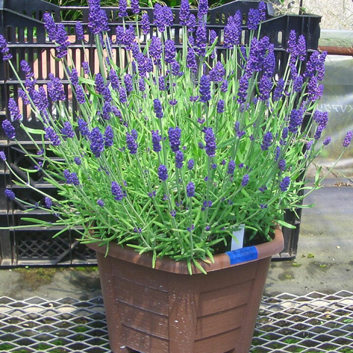 楽天市場 ハーブの苗 耐暑性ラベンダー 長崎ラベンダーしおり 紫織 3号ポット 園芸ネット プラス
