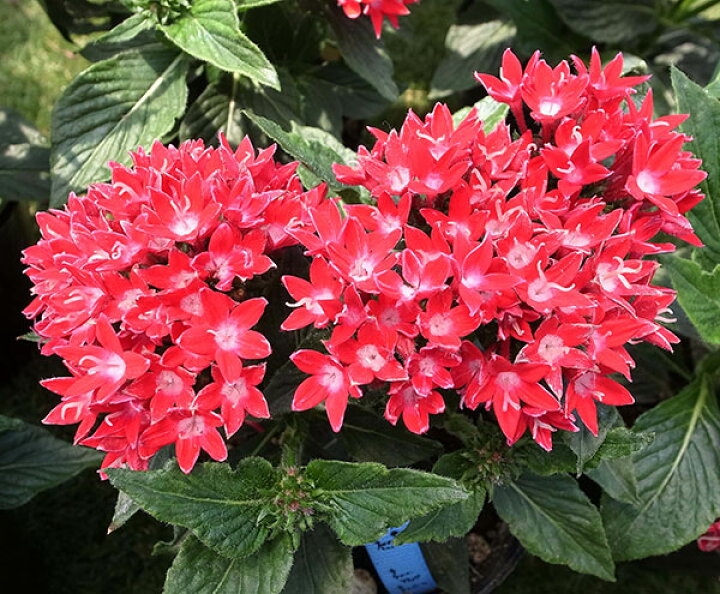 楽天市場 わけあり特価 ペンタス スタークラスターレッド5号鉢植え 園芸ネット プラス