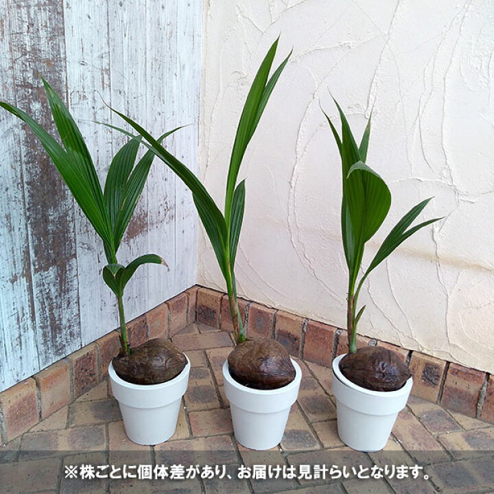 楽天市場 観葉植物 ココヤシ 6号鉢植え 園芸ネット プラス 楽天市場 観葉植物 ココヤシ 6号鉢植え 園芸ネット プラス