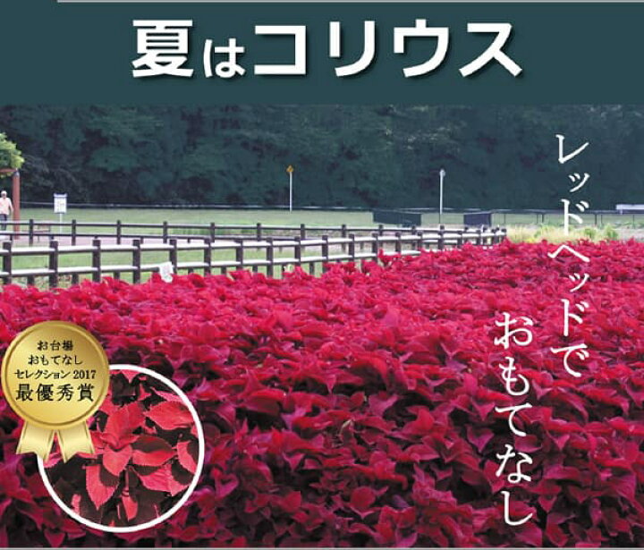 楽天市場 草花の苗 栄養系コリウス レッドヘッド3号ポット2株セット 園芸ネット プラス