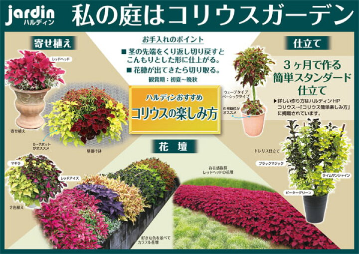 楽天市場 草花の苗 栄養系コリウス サマーメモリー3号ポット 6株セット 園芸ネット プラス