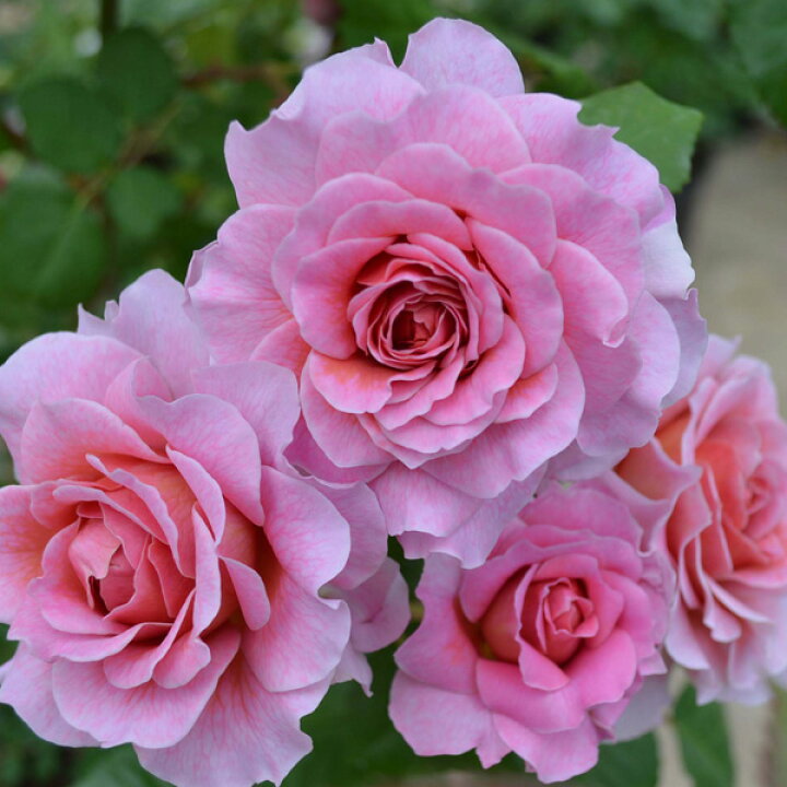 楽天市場 バラの苗 送料無料 つるバラ アイスフォーゲル8号大型アンドン仕立て 園芸ネット プラス