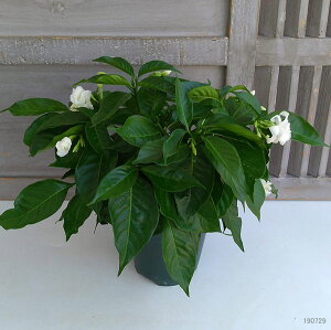 サンユウカ(三友花)かざぐるま5号鉢植え