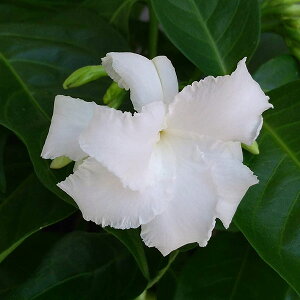 サンユウカ(三友花)かざぐるま5号鉢植え