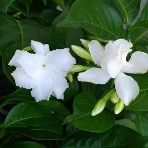 サンユウカ(三友花)かざぐるま5号鉢植え