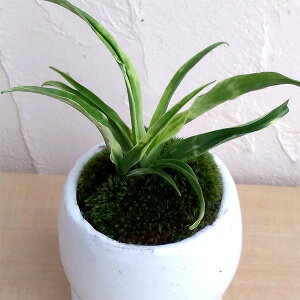 楽天市場 観葉植物 万年青 おもと 姫牡丹陶器鉢植え アンジェラ白l 皿付 園芸ネット プラス