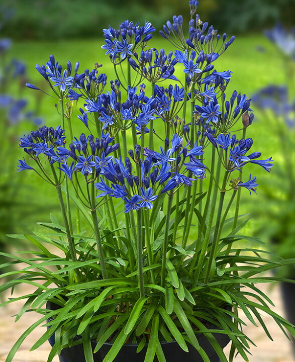 楽天市場 草花の苗 アガパンサス サマーラブブルー4号ポット 園芸ネット プラス