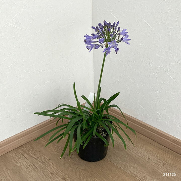 楽天市場 草花の苗 アガパンサス サマーラブブルー4 5号ポット 園芸ネット プラス