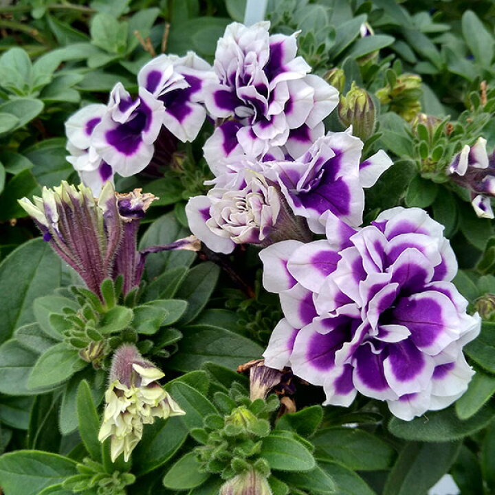 楽天市場 草花の苗 ペチュニア 花衣 藍染3 5号ポット 園芸ネット プラス