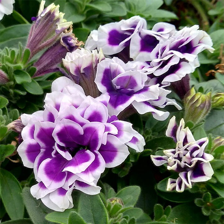楽天市場 草花の苗 ペチュニア 花衣 藍染3 5号ポット 園芸ネット プラス