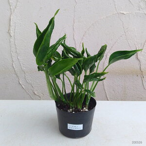 楽天市場 観葉植物 ポトス テルノシャングリラ3号ポット 園芸ネット プラス