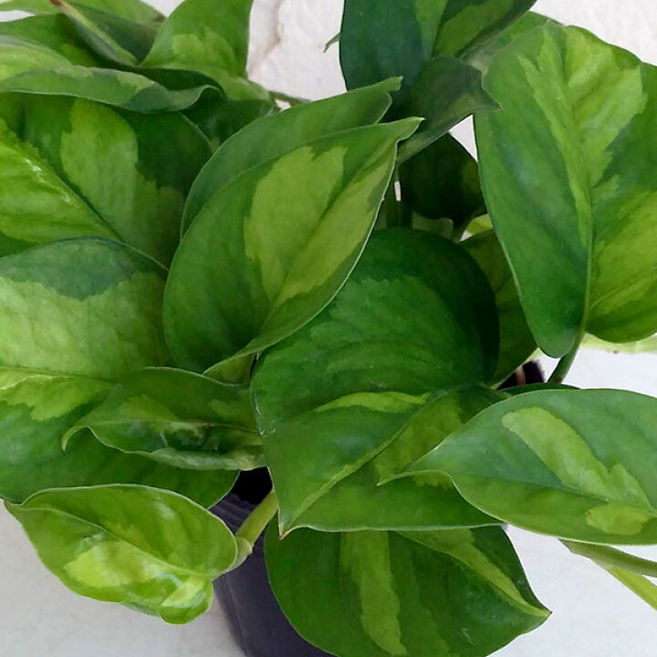 観葉植物 ポトス マーブル3号ポット 最も信頼できる