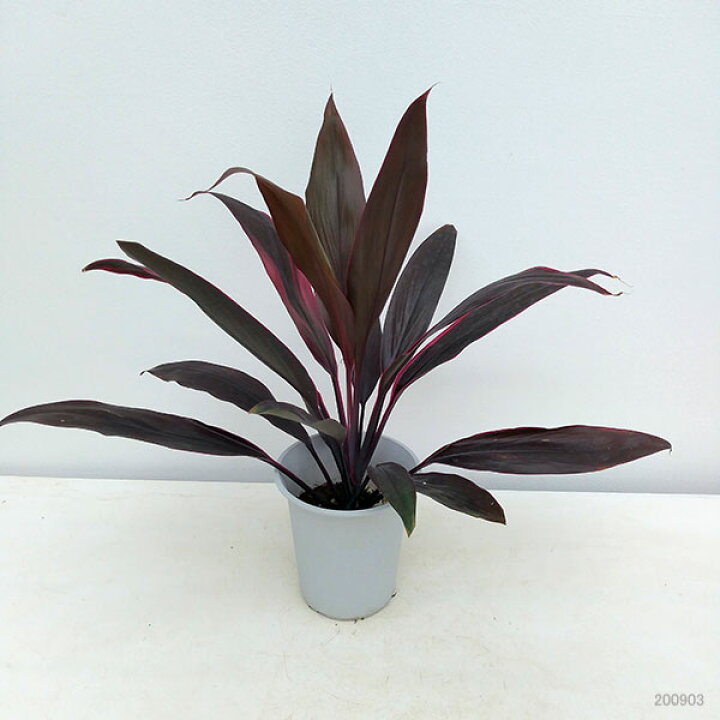楽天市場 観葉植物 コルディリネ アイチアカ 4号鉢植え 園芸ネット プラス 楽天市場 観葉植物 コルディリネ アイチアカ 4号鉢植え 園芸ネット プラス