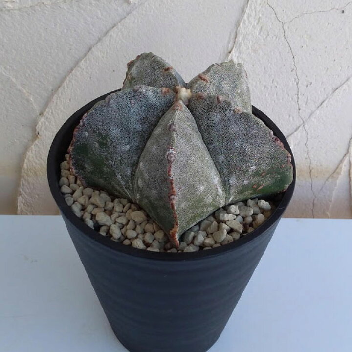 楽天市場 観葉植物 サボテン ランポー玉 らんぽうぎょく 5号鉢植え 3 園芸ネット プラス