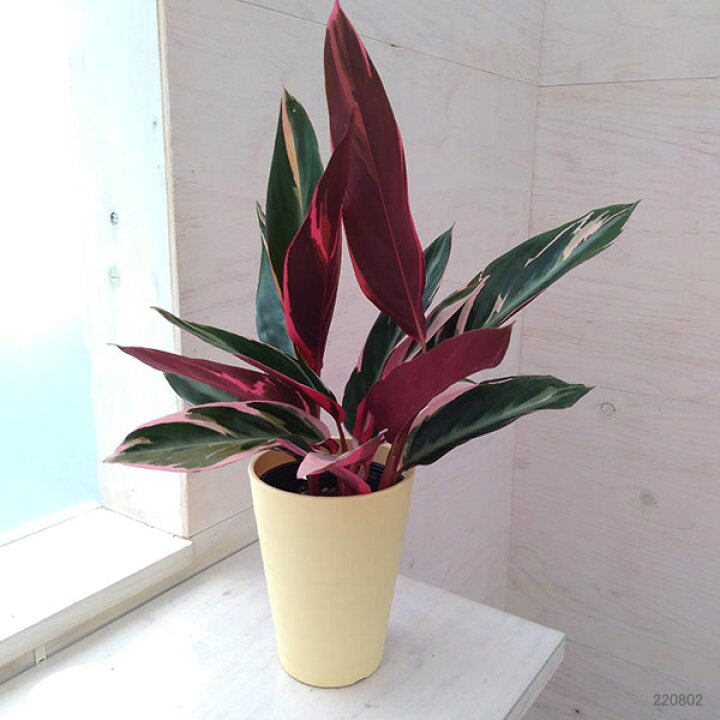 楽天市場】観葉植物/カラテア：ストロマンテ・サンギネア・トリオ 
