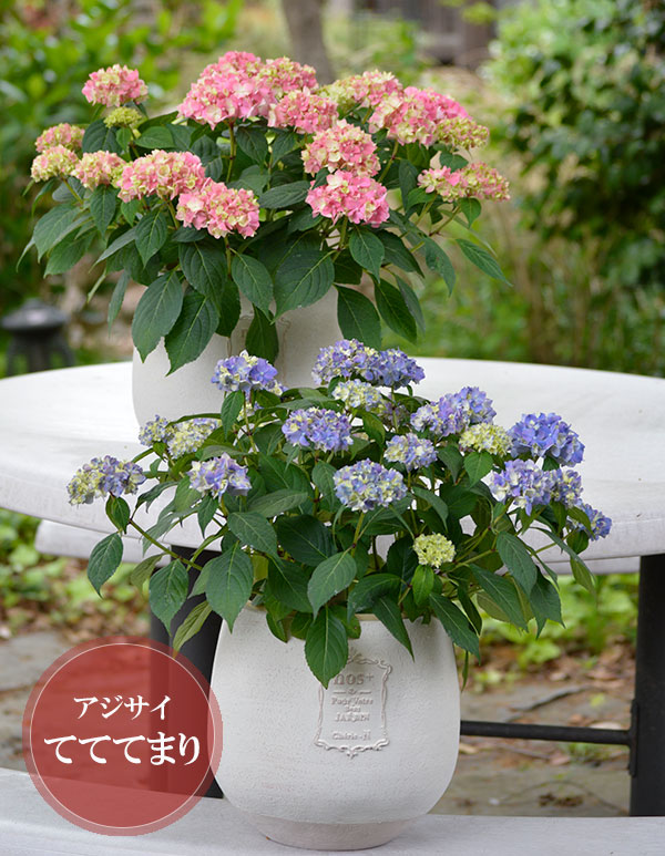 最新 Jfs 吉岡さん最新品種 てまり咲き多花性アジサイ てててまりブルー6号鉢植え アジサイ マルチフローラ